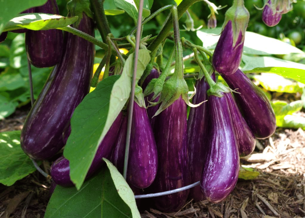 Drought tolerant small variety eggplant