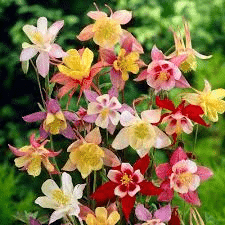Colorful variety of columbines