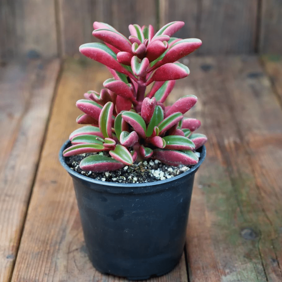 A ruby glow peperomia plant