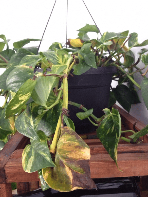 Pothos plant with yellowing leaves and root rot