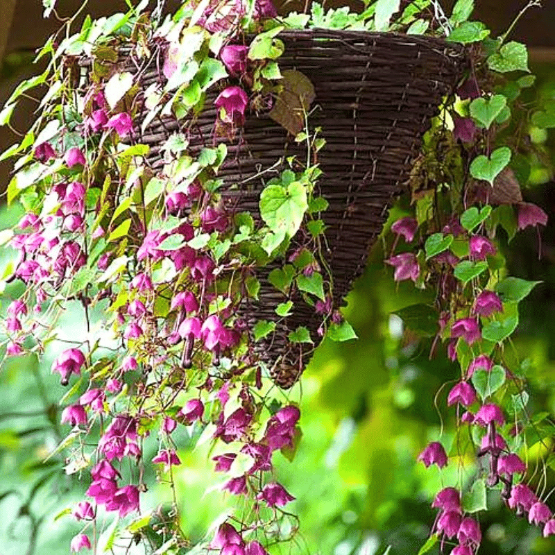 Bell shaped flowers in hangning basket of flowers