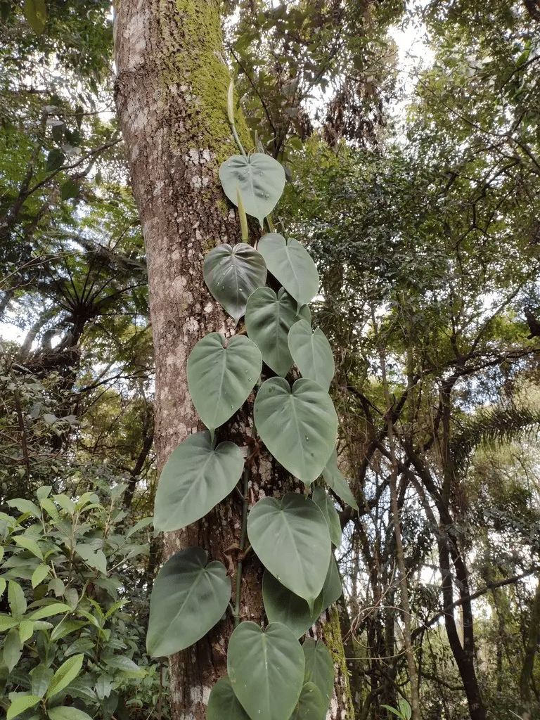 A philodendron genus with philodendron varieties and philodendron plant in natural habitat