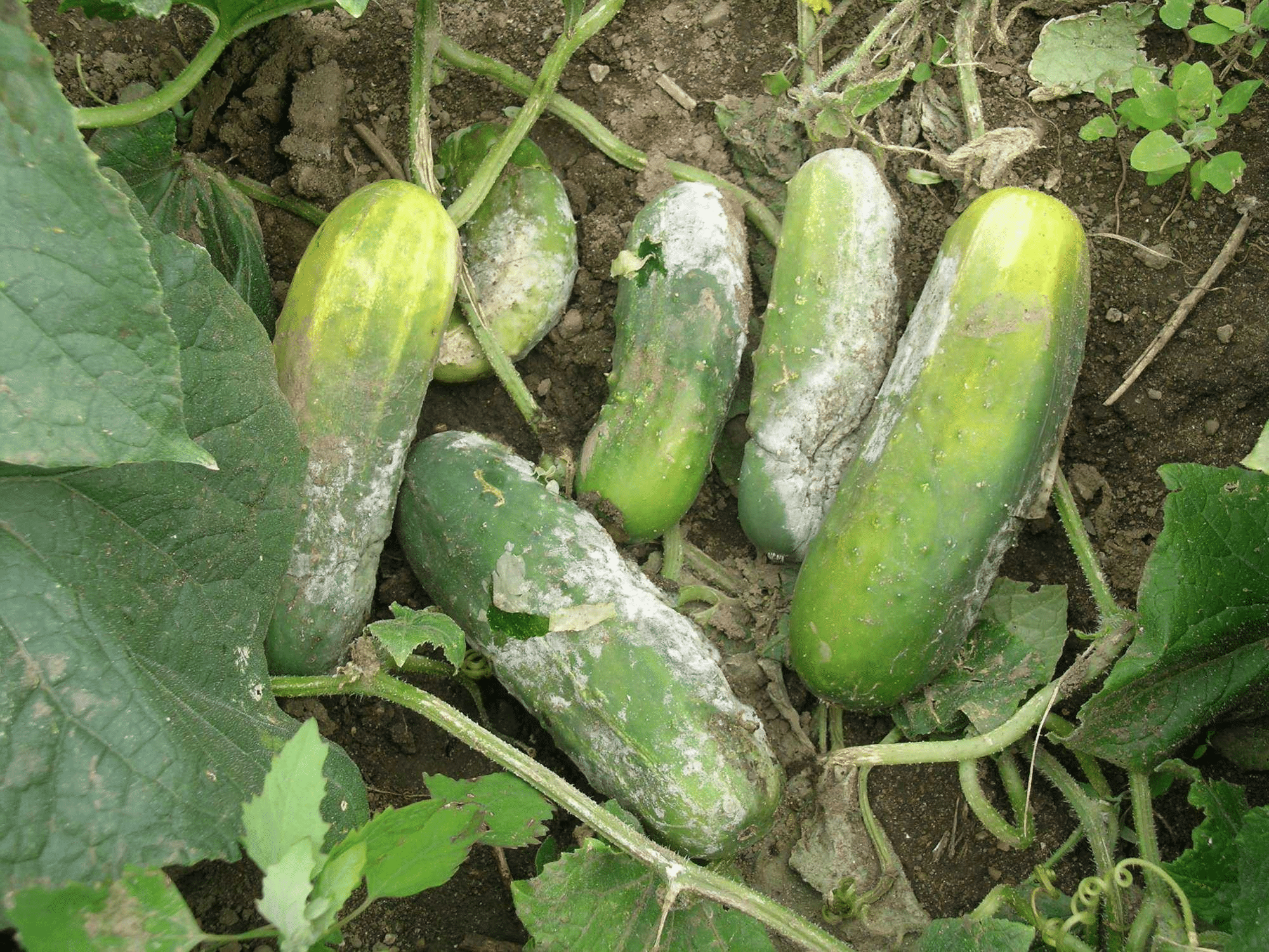Cucumbers with fungal disease