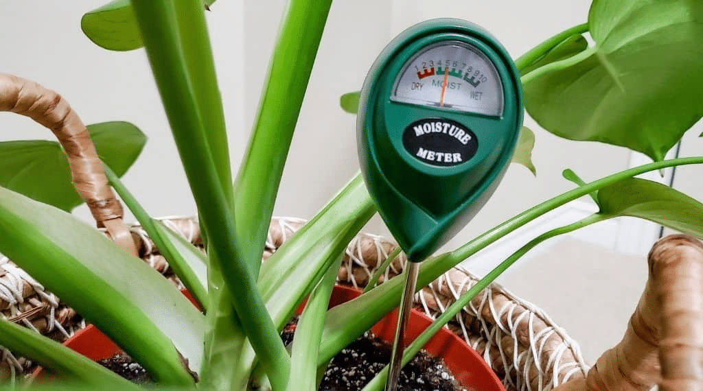 A Monstera plant with curling leaves and a moisture meter
