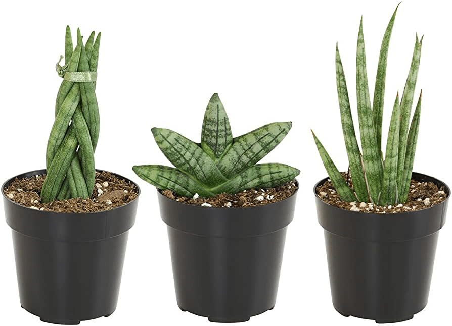 A variety of Sansevieria plants with unique leaf shapes and patterns