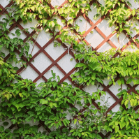 Identifying 15 Different Types of Ivy