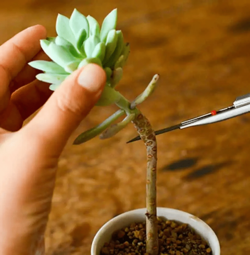Propagating tall succulents with stem cutting