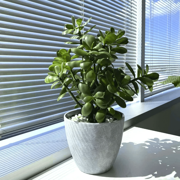 Tall succulent care requires adequate light