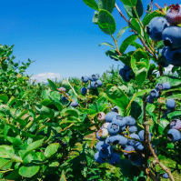 A Comprehensive Guide to the Best Blueberry Companion Plants