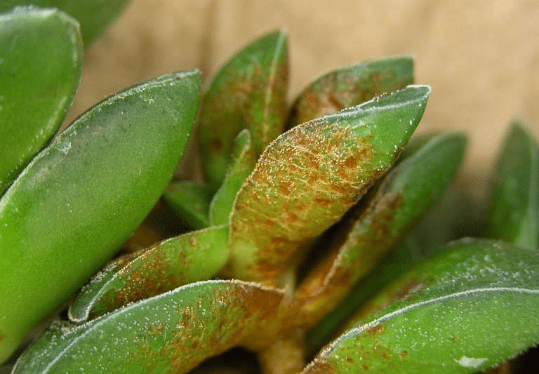 Jade plant with green leaves and brown spots