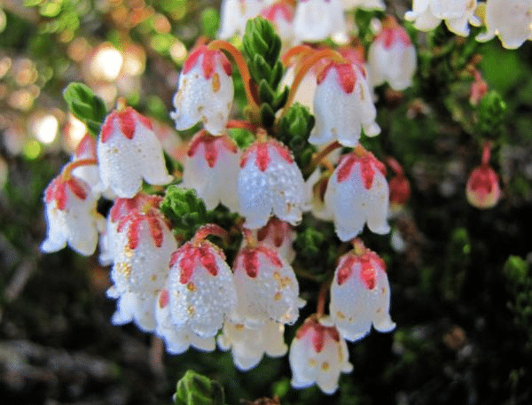 White mountain heather flower
