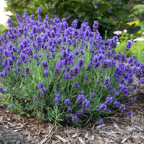 Purple flowered lavender plant