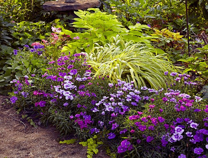 A garden of shade-loving perennials blooming in the summer