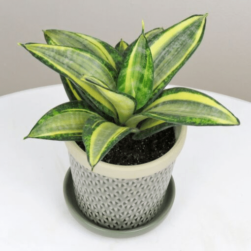 A dwarf Sansevieria variety in a small pot