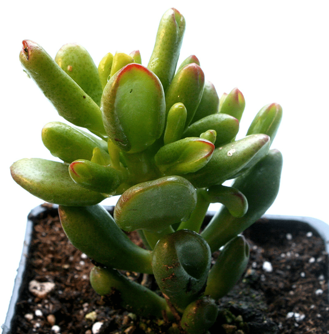 Hobbit jade plant