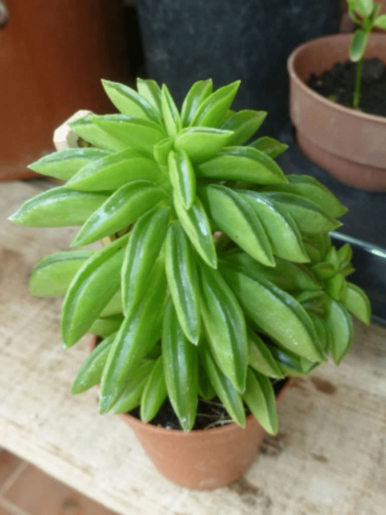 A peperomia with succulent like leaves