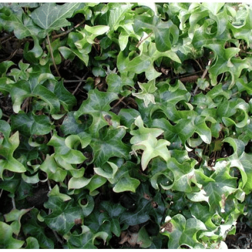 Manda's crested ivy plant