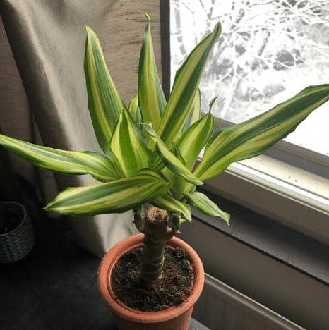 Dracaena plant with bright indirect sunlight