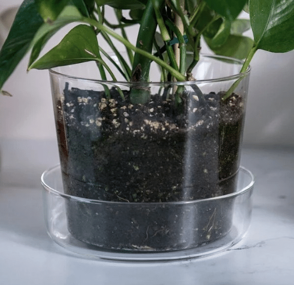 Houseplant pot with proper drainage