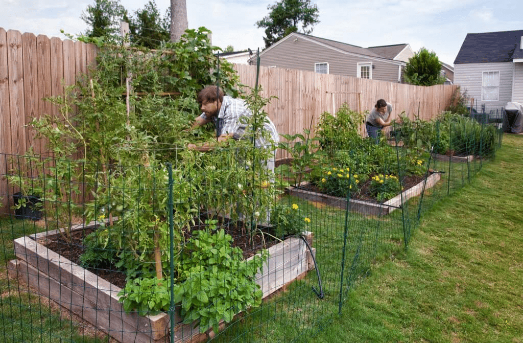 Planning a garden for food production