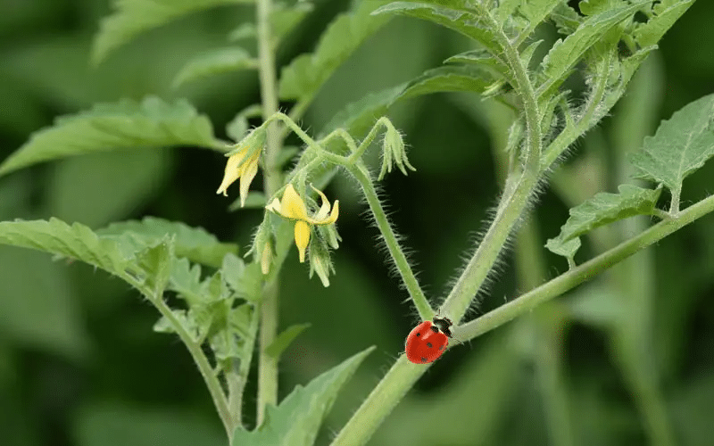 A ladybug on a tomato plant leaf, a beneficial insect for controlling aphids on tomato plants