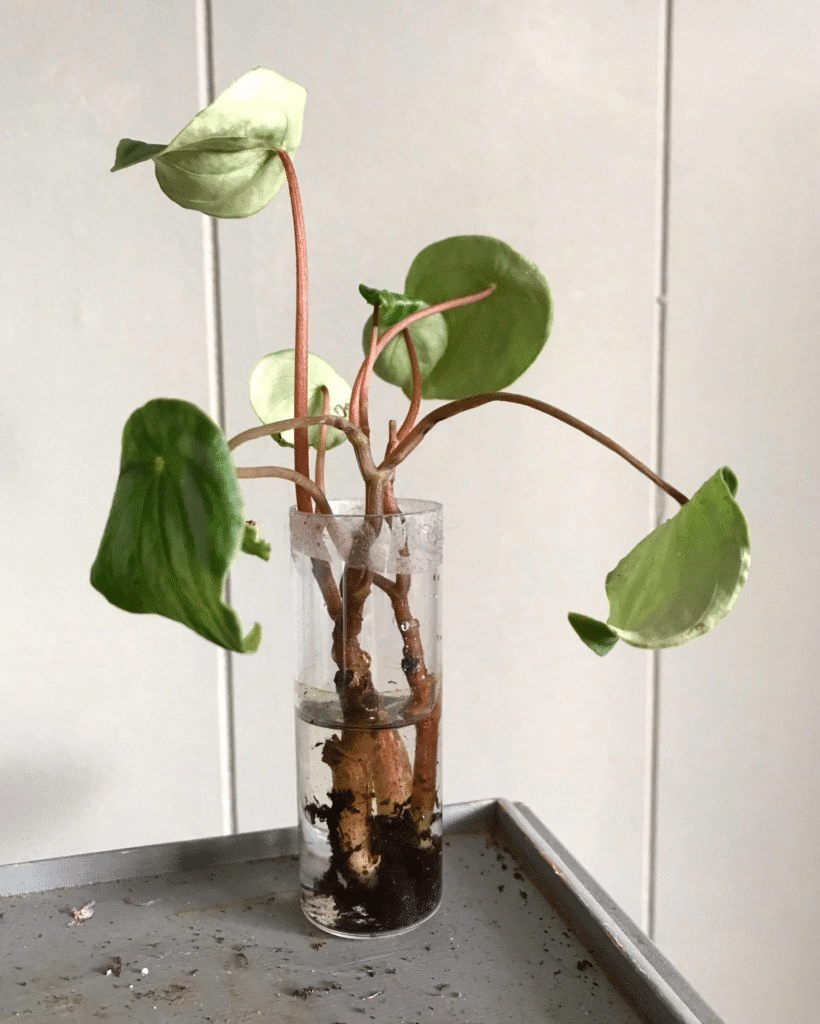 Peperomia plant propagation