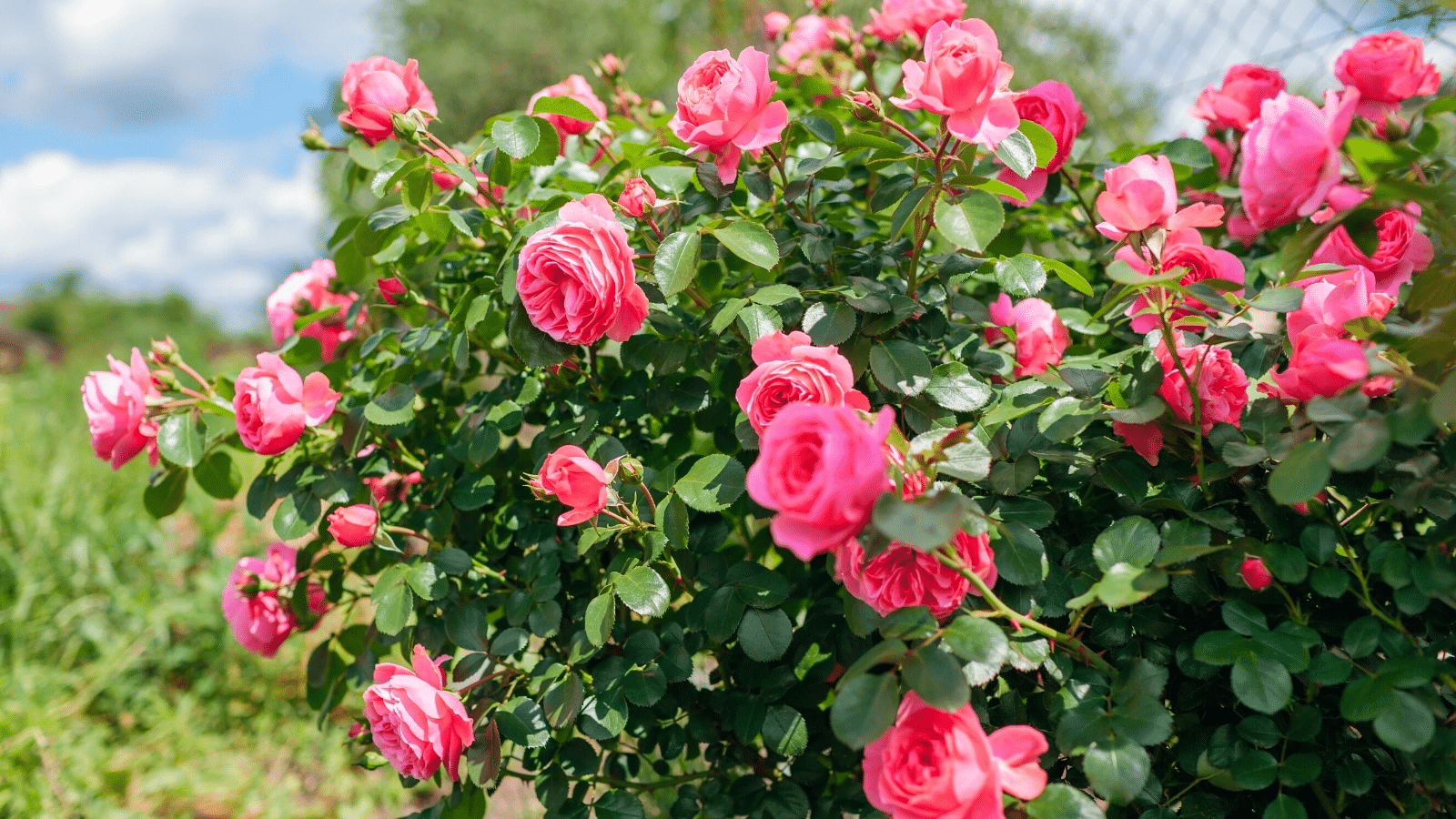 A rose bush with healthy growth due to adding coffee grounds to the soil