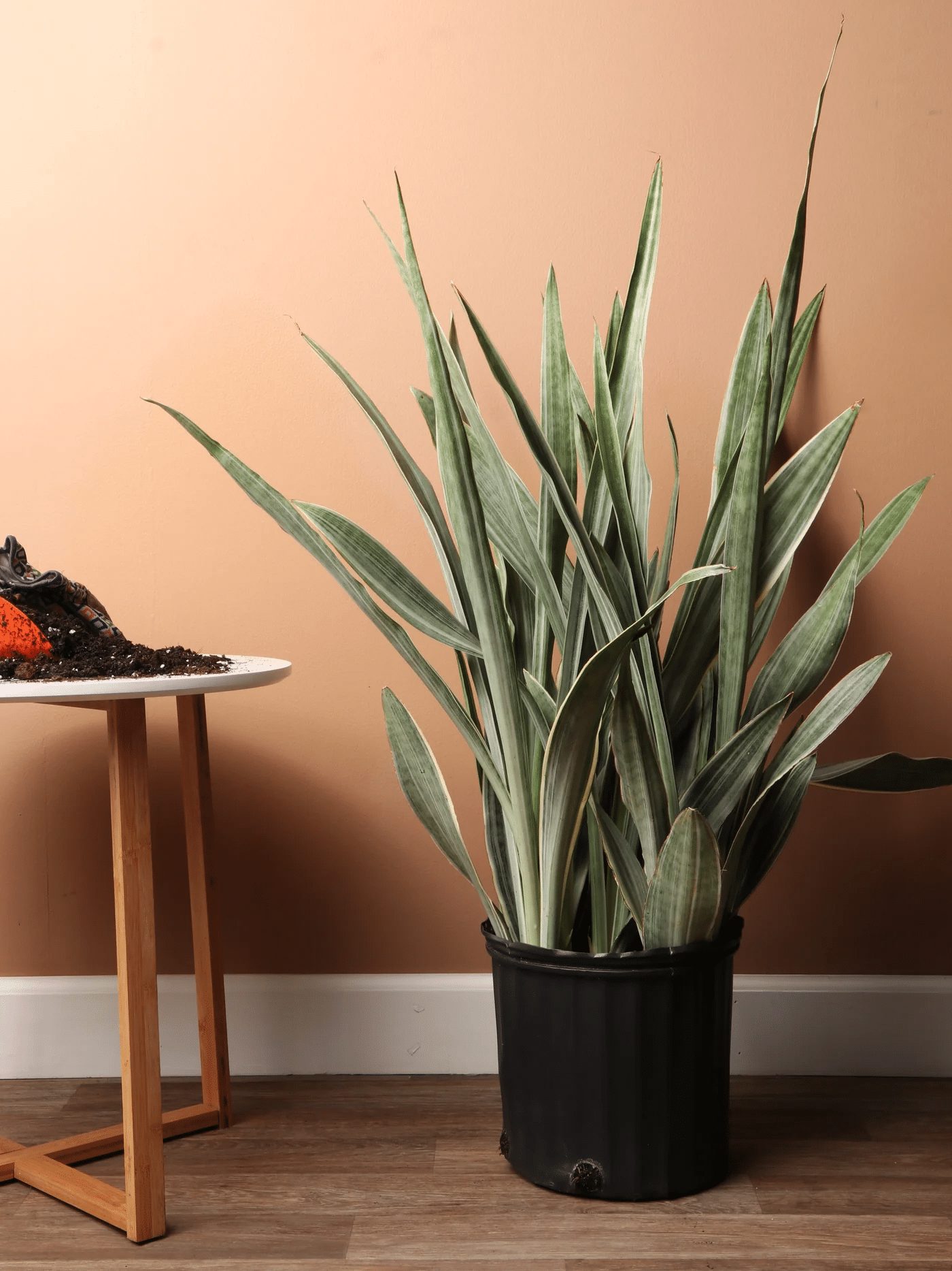 A tall and healthy Snake Plant, one of the best tall succulents for indoor decoration.