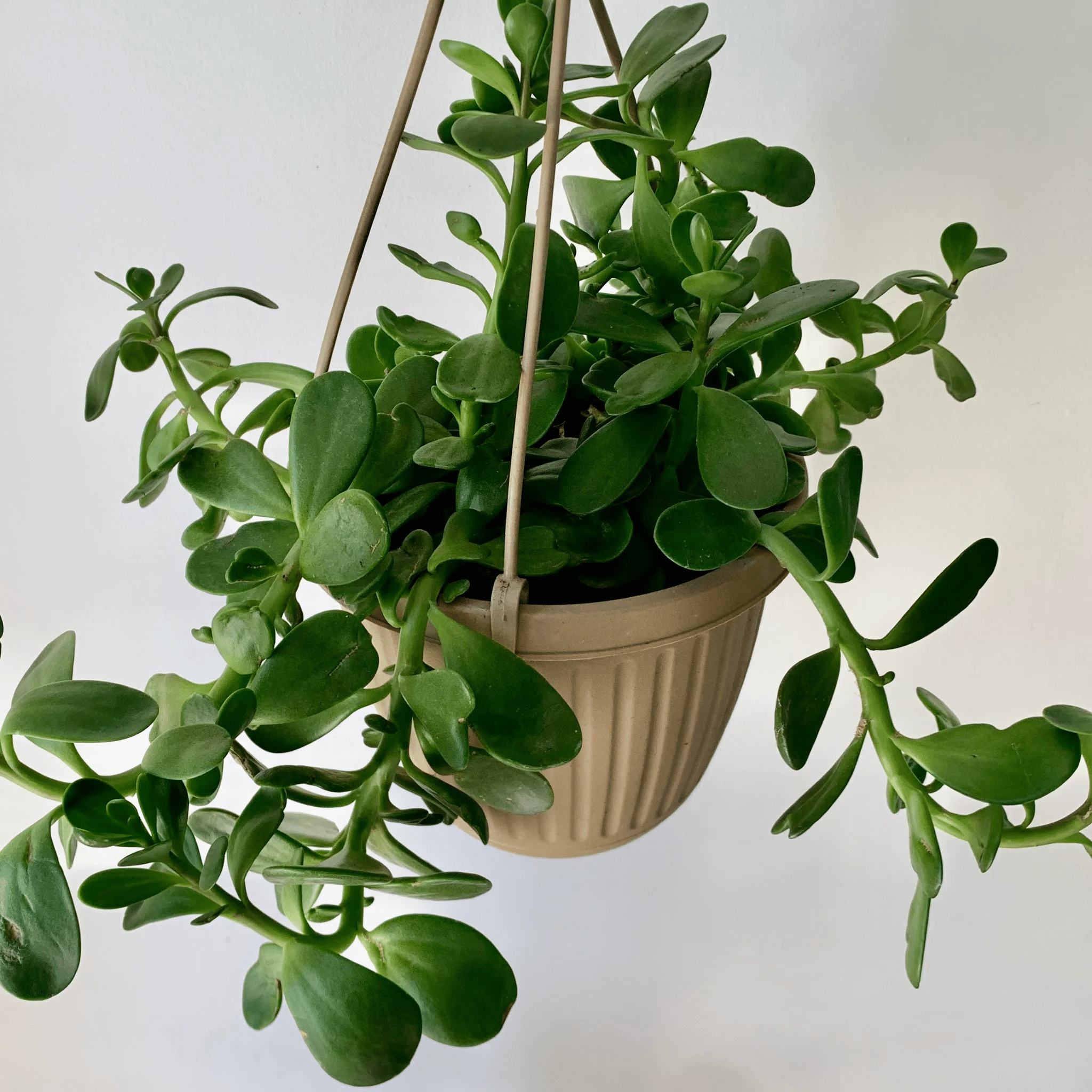 Trailing jade plant with hanging vines