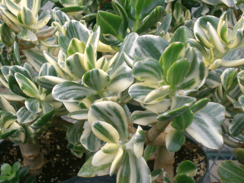 Variegated jade plant with green and white leaves.