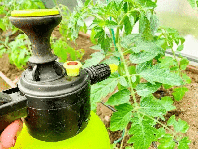 Spraying neem oil on tomato plants to control aphids