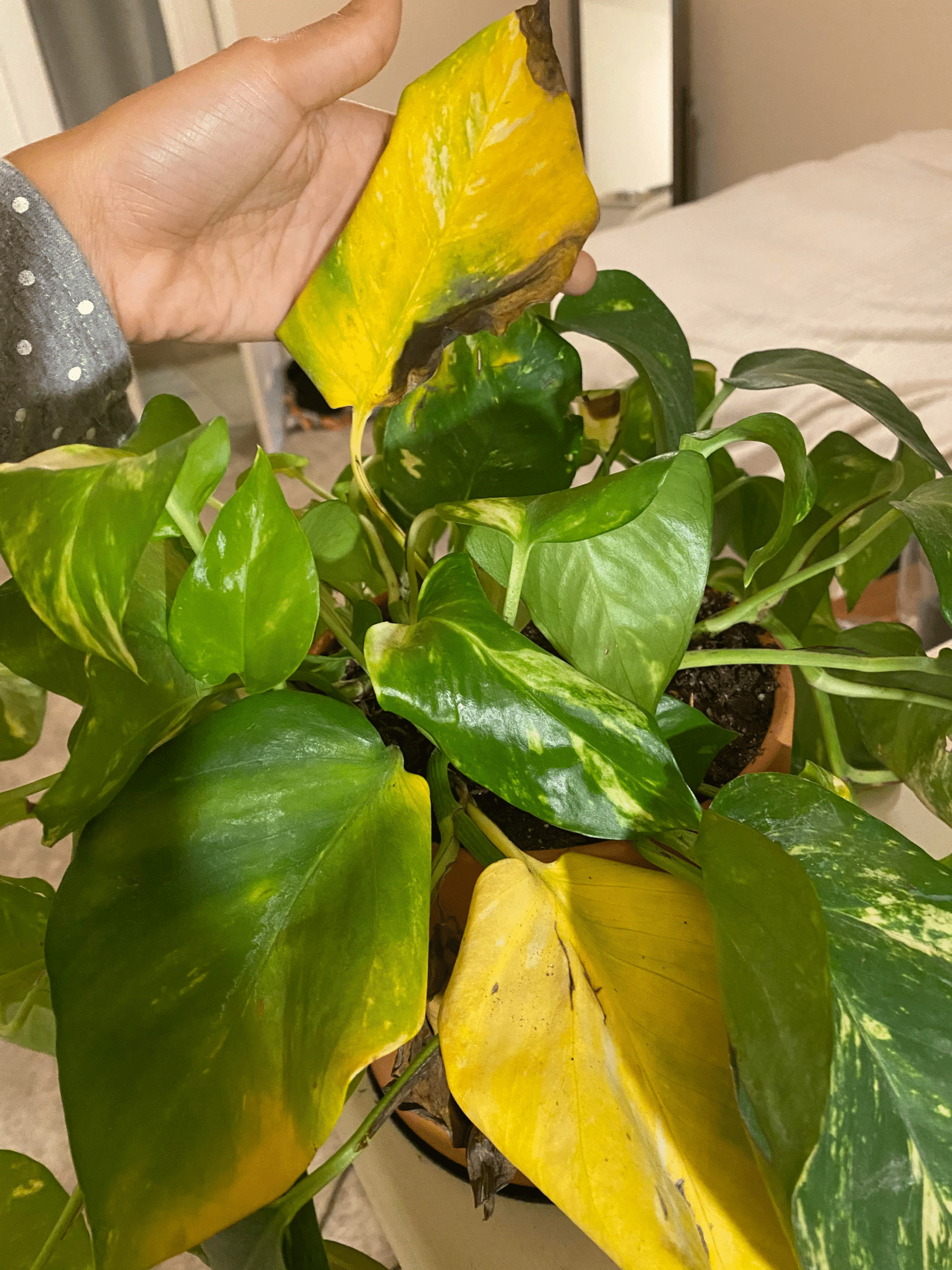 Pothos plant with yellowing leaves