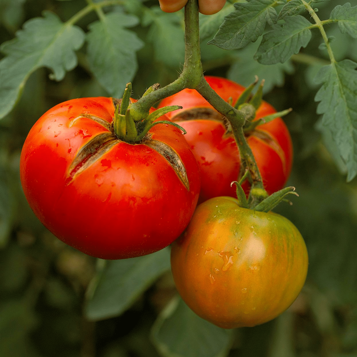 Tomato with nutrient deficiency