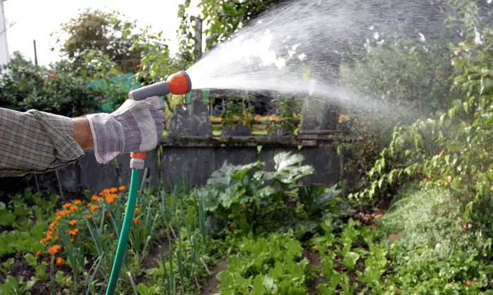 Watering a backyard garden