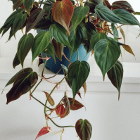 Your Best Philodendron Micans Care Guide
