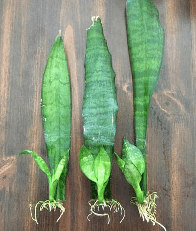 Leaf cuttings of sansevieria plants