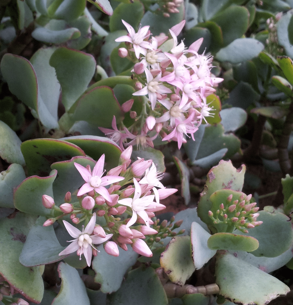 A picture of a silver dollar jade plant with green leaves and star shaped flowers