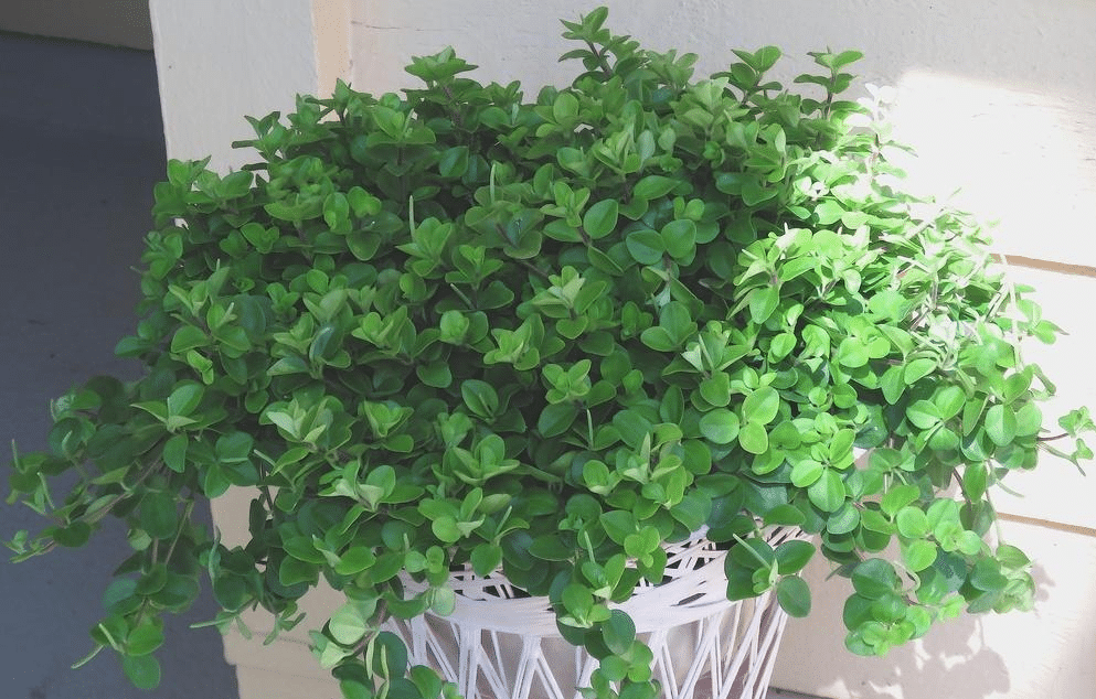 A peperomia japonica plant with dark green leaves in indirect light