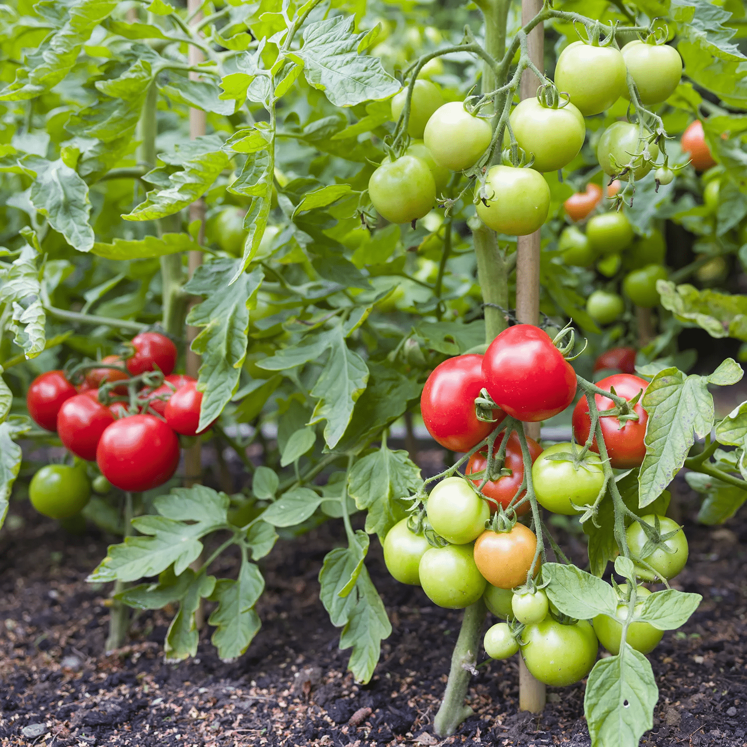 Determinate tomato plant variety that is drought tolerant