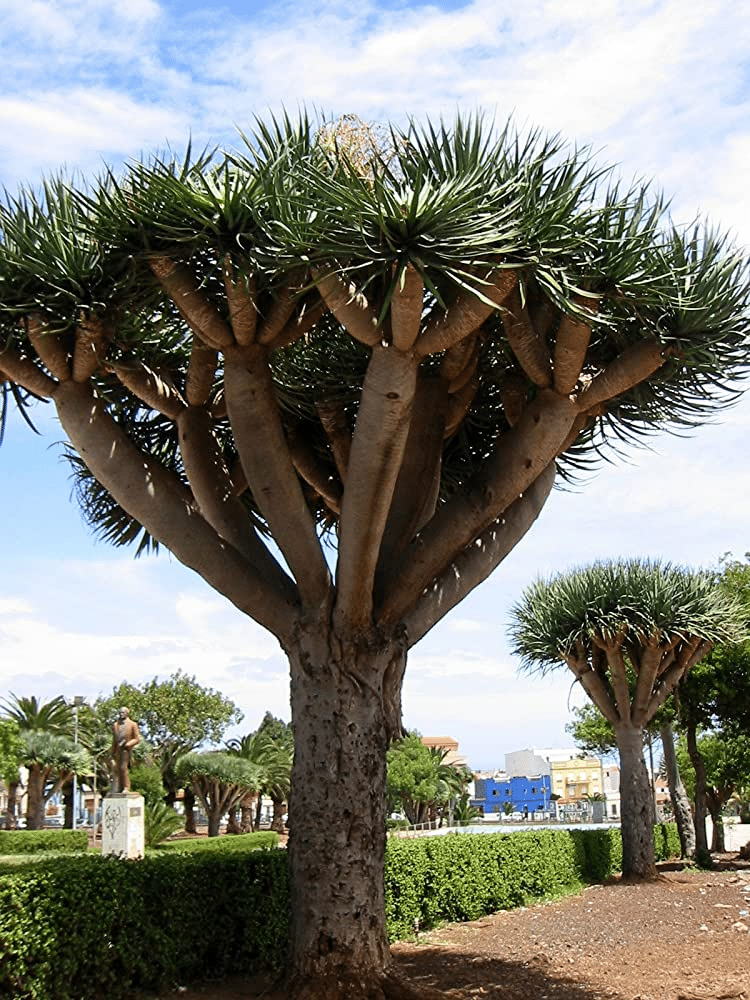 Outdoor dracaena tree variety