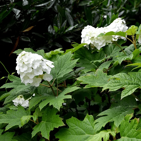 Beautiful hydrangea cultivar, resistant to deer browsing