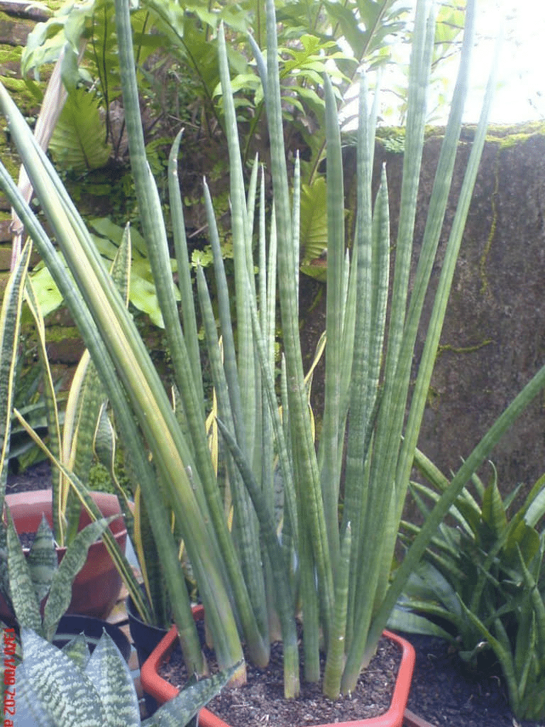 Sansevieria canaliculate snake plant