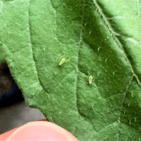 How to Effectively Get Rid of Aphids on Tomato Plants