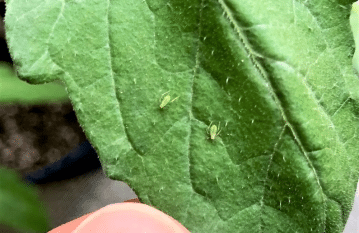 Get Rid of Aphids on Tomato Plants
