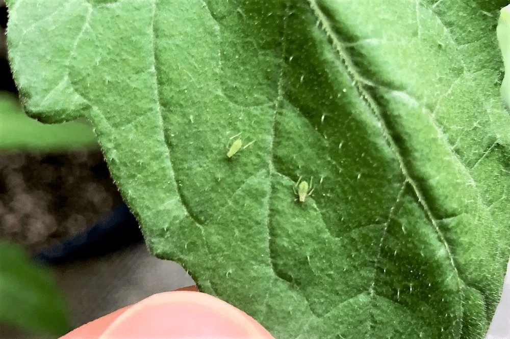 Tomato plants with aphids on the leaves