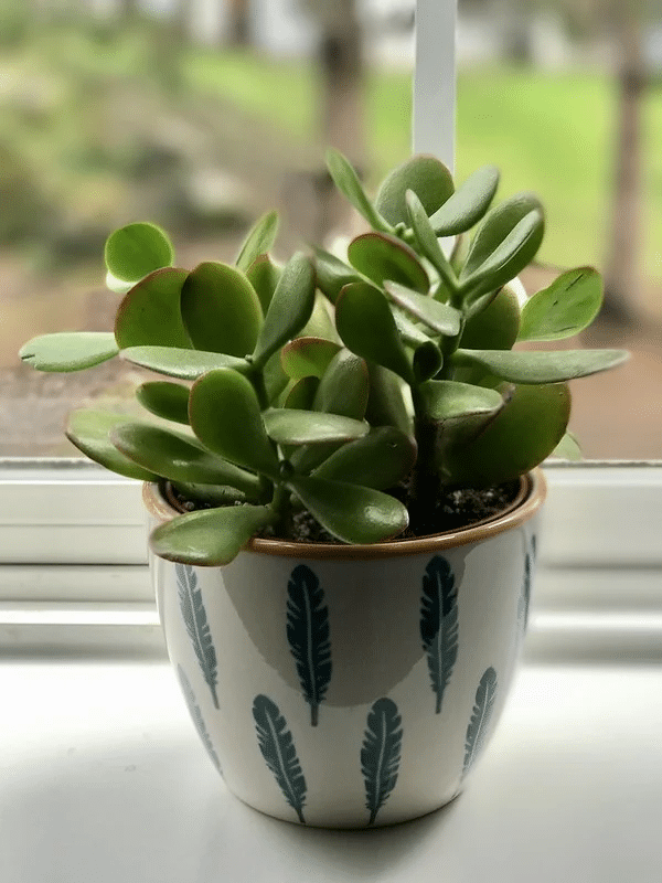 A succulent plant in a pot with bright indirect light