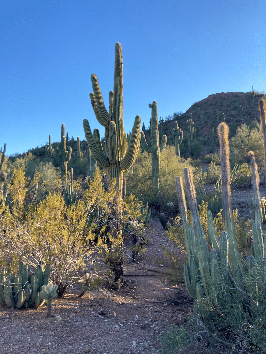 Tall saguaro in outdoor garden