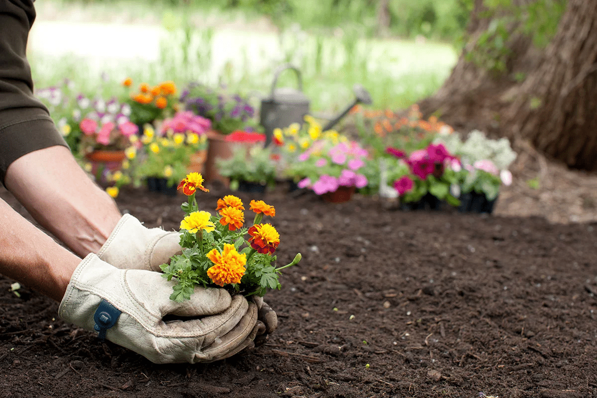 A garden of summer-blooming perennials with soil preparation, watering and fertilizing