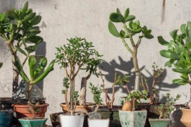 Types of Jade Plants