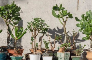 Types of Jade Plants